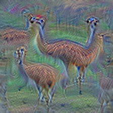 n02437616 llama